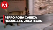 En Zacatecas, perro se roba cabeza humana abandonada en un banco de Monte Escobedo