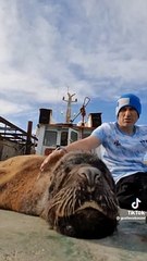 "Coco", el lobo marino que es furor en TikTok.