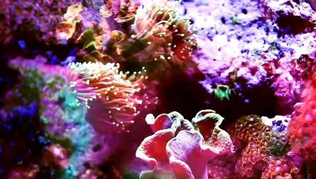 mixkit-multicolored-coral-shot-with-fish-projections-4020-medium