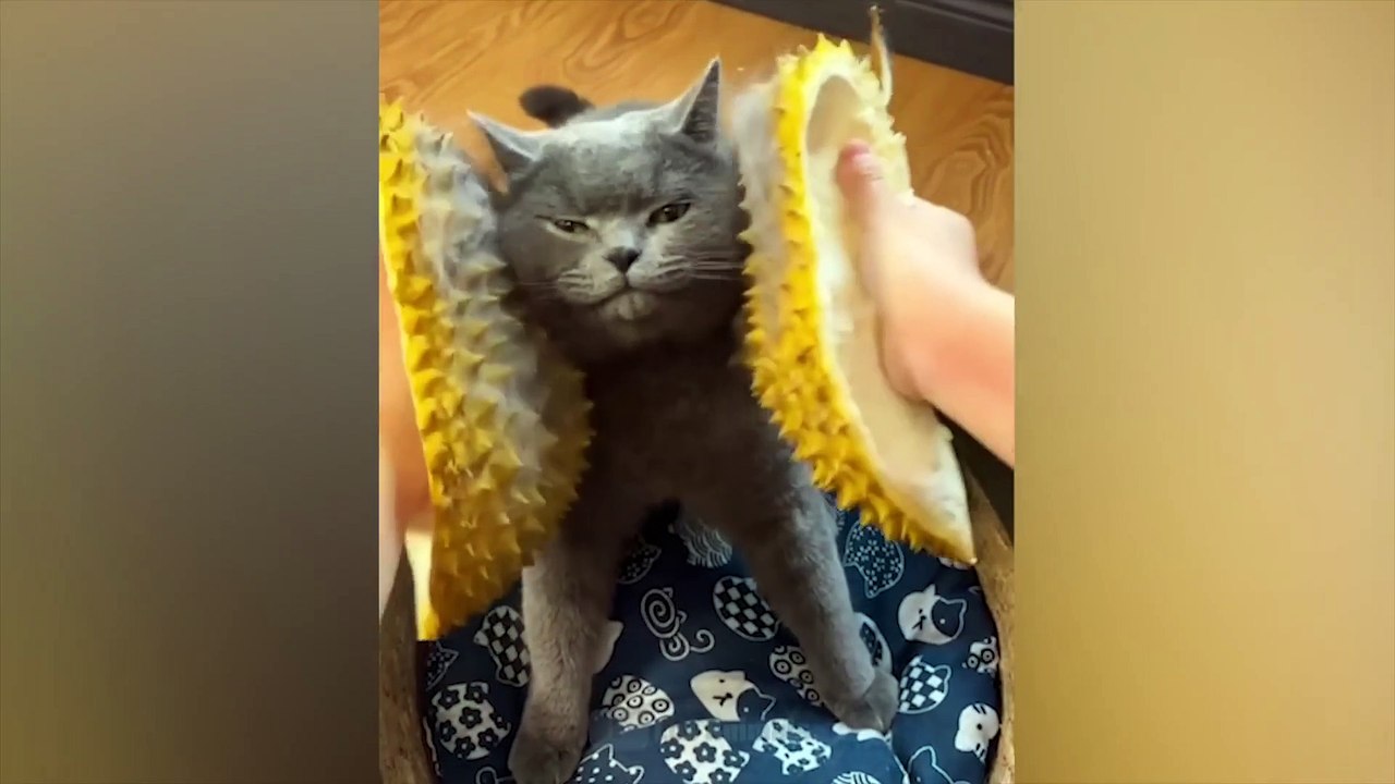 funy cat.funny animal ,funny babies,funny prank,funny animals,funny videos,funny comedy,funny shorts,funny videos 2022,funny video new,funny videos english