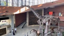 Çin'in Güneyindeki Müzede Sergilenen Dinozor Yumurtası Fosil Koleksiyonuna Kısa Bir Bakış