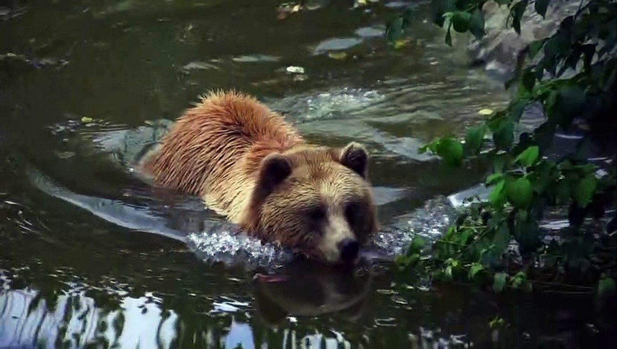 brown bear