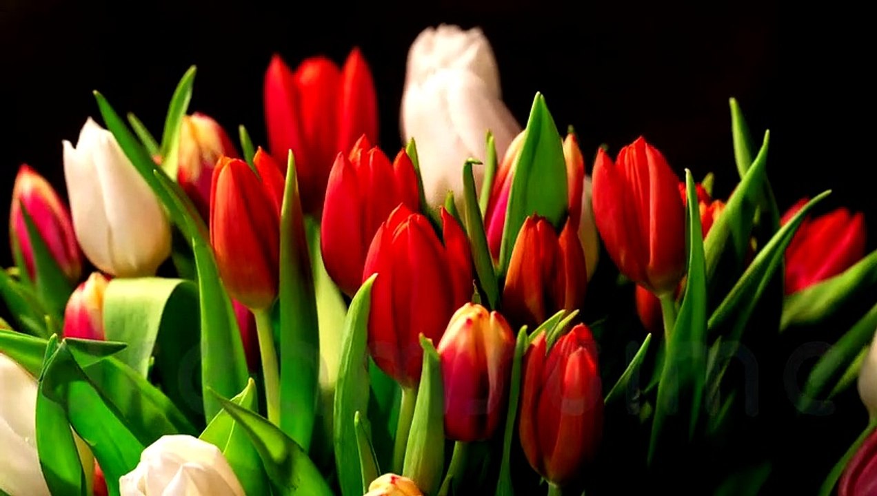 best of Best Naat urdu pochty kea ho madine sy my kea laya hun Binzafar