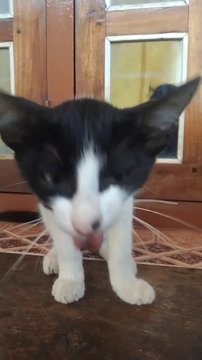 Cute Cat Kitten Style