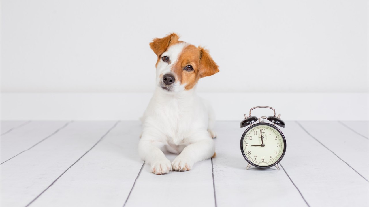 Here is how to help your dog cope with the Clock Change