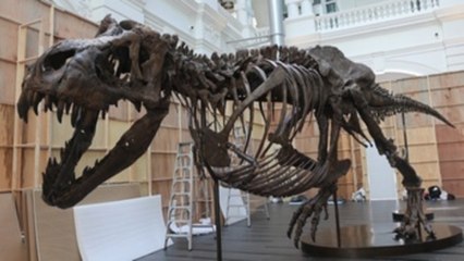 El primer fósil de tiranosaurio a subasta en Asia se presenta en Singapur