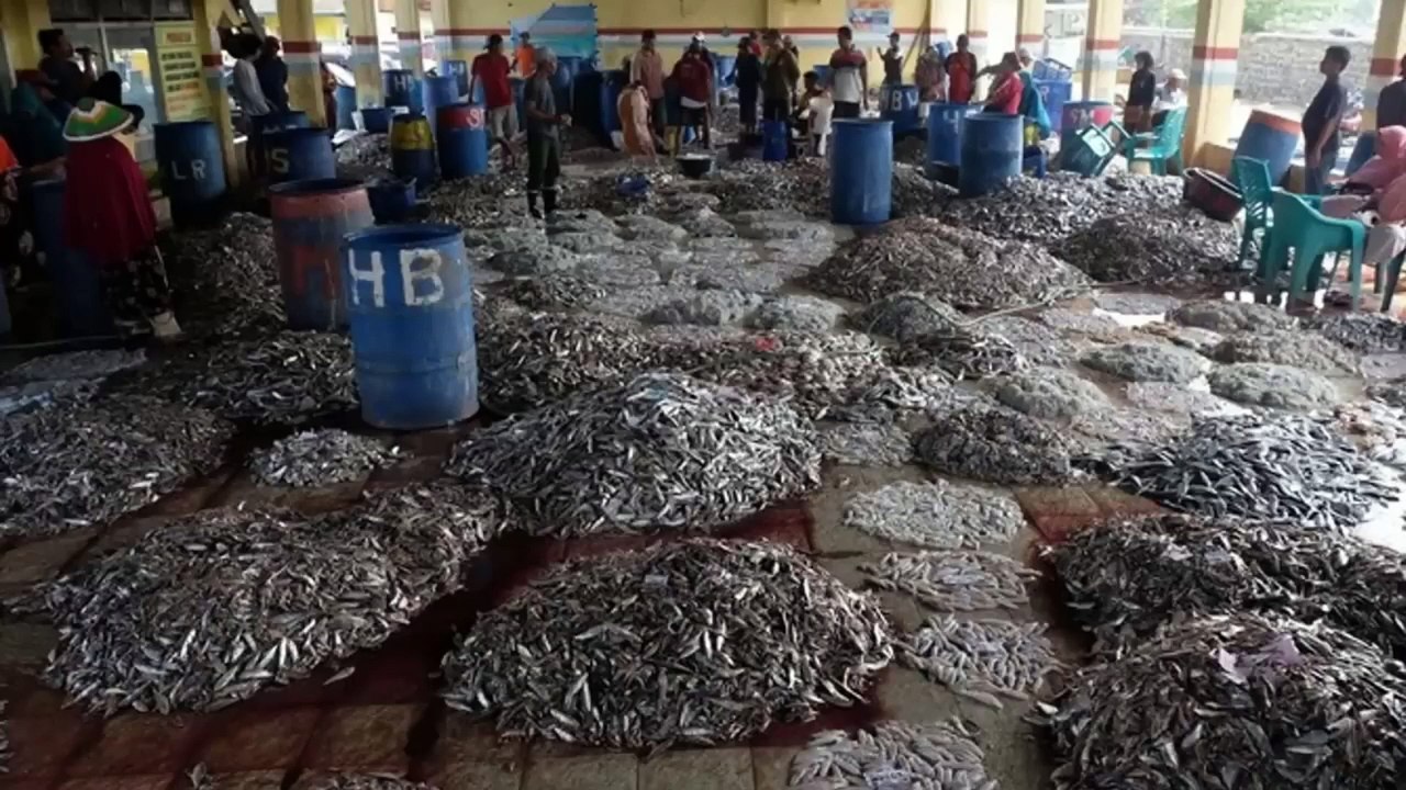 Membuat Pakan Lele Alternatif
