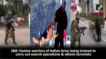 J&K: Canine warriors of Indian Army being trained to carry out search operations and attack terrorists