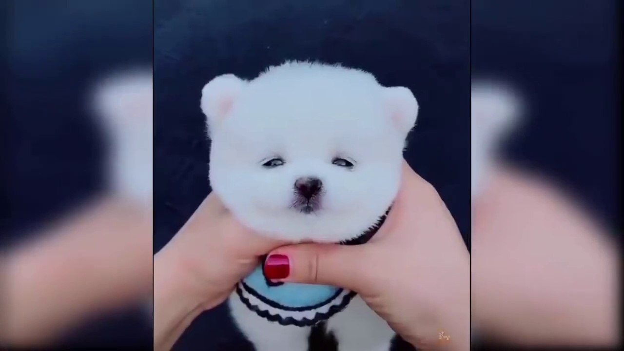Baby Dogs - Cute and Funny Puppies Videos Compilation