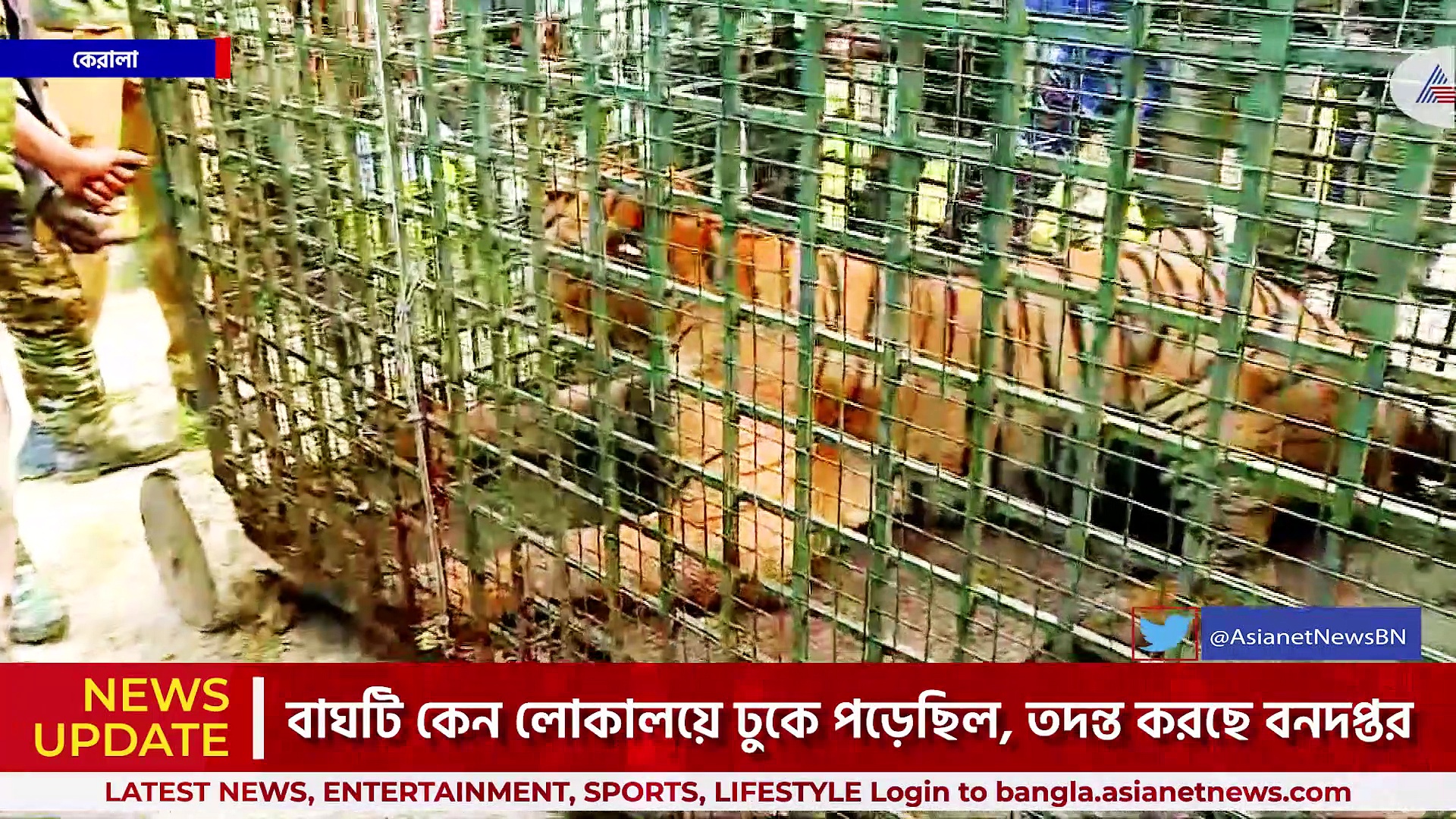 Tiger Caught In Wayanad : একমাসের 'আতঙ্ক'র অবসান, অবশেষে ওয়ানাড়ে ফাঁদ পেতে ধরা হল বাঘ