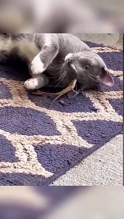 kucing dan teman