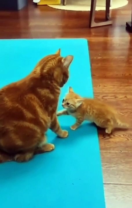 kucing jail dan lucu