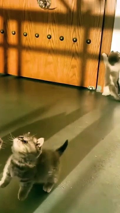 kucing puyeng