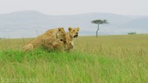 African Animals In  - The Great African Wildlife