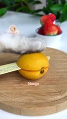 Cat Cooking Show _ Birthday Surprise for My Mommy _ Homemade Egg Tarts _