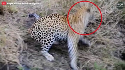 7 Moments When Hippo Attacks Brutal Enemies In The Animal World   Wild Animal Life