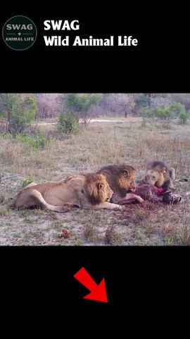 Three Male lions kill and eat a Hyena #animal #shorts #shortvideo #animals  (2) - video Dailymotion