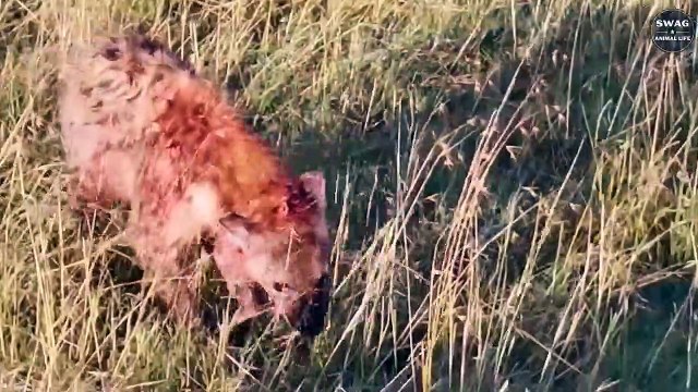 Lions Steal Prey And Bully Hyenas Causing The Hyena Clan To Disintegrate Wild Animal Life