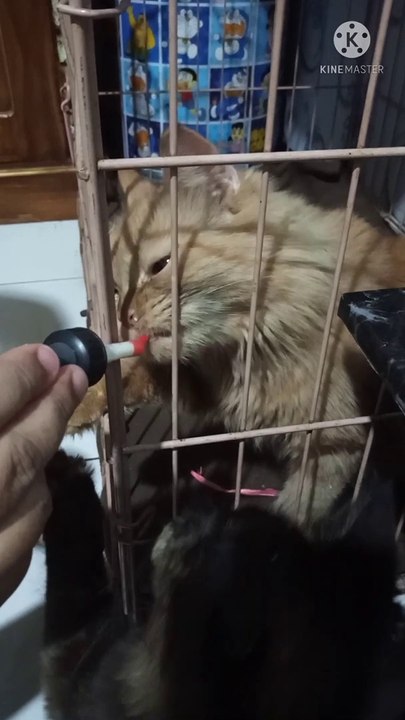 Funny moment cute pet cat