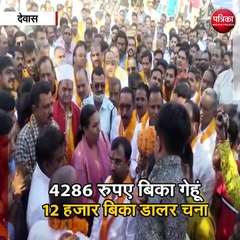 8950 रुपए बिका मालवा का पीला सोना