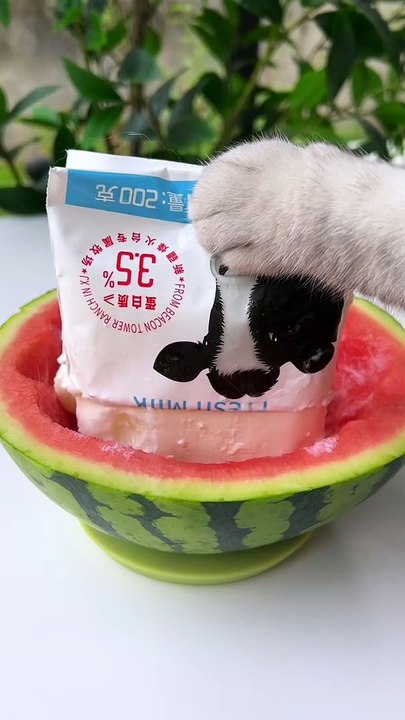Chef cat changan
