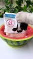 Chef ChangAn Makes Watermelon Sorbet, Summer is Coming!- Cute Cat TikTok#Shorts