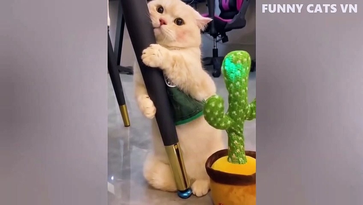 Funniest cat and dog Animal Videos 2022