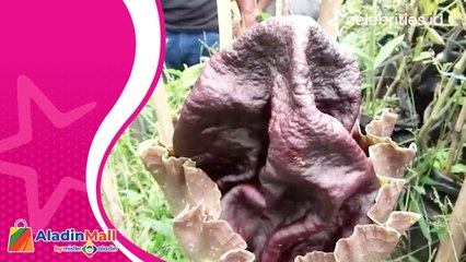 Heboh! Bunga Bangkai Tumbuh di Kawasan Padat Penduduk Bandung Barat