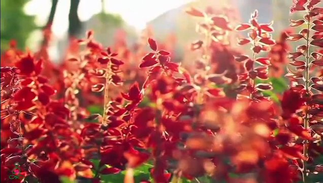 Musique de guérison pour le cœur et les vaisseaux sanguins - Musique douce, calme le système nerveux