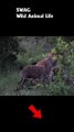 Hyena Eating Impala Alive #animal #shorts #shortvideo #animals