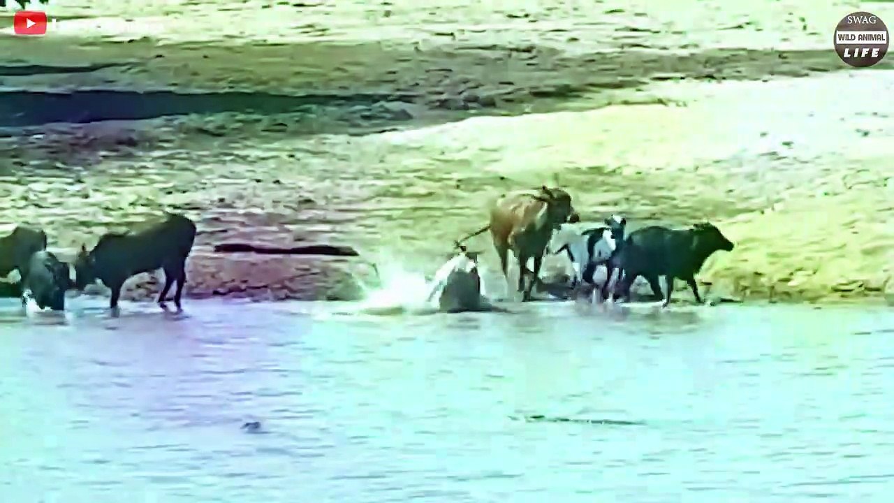 7 Dramatic Moments When Hippo Saves Prey From Crocodile Jaws   Wild Animal Life