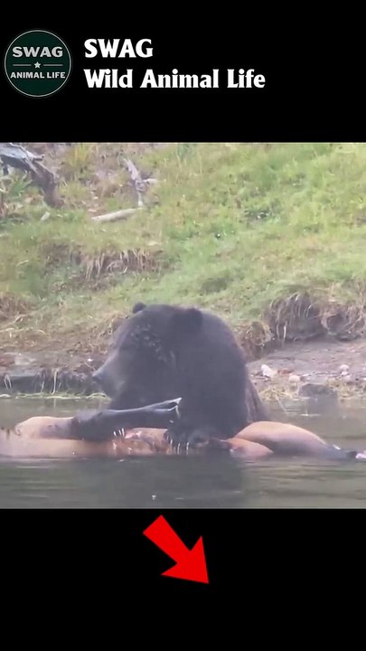 Grizzly Bear Drags Bull Elk to Shore #animal #shorts #shortvideo #animals