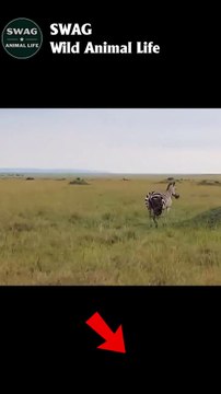 Zebra mortally wounded by lions #animal #shorts #shortvideo #animals