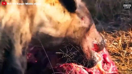 Shameful! Scared Lion Climbs Tree To Escape Hyenas And The End   Wild Animal Life