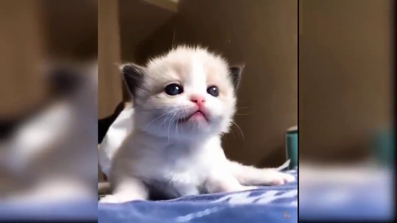 Baby Cats - Cute and Funny Cat Videos Compilation
