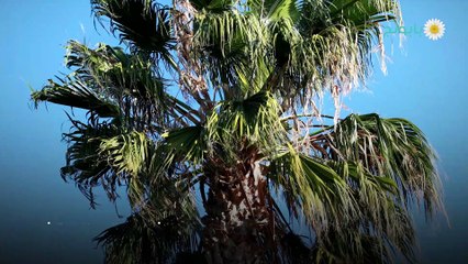 فوائد جذور النخيل للصحة والجمال