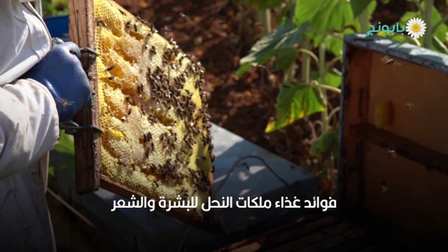 فوائد غذاء ملكات النحل للنساء للبشرة والشعر والصحة