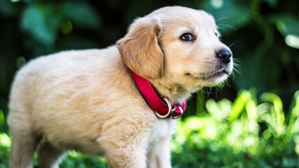 Babsy Baby Loves Cute Baby Dogs Compilation