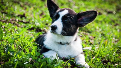 Cutest Puppies ❤️ Sweet Baby Dogs ❤️ Changed My Live 