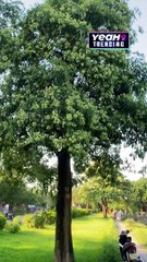 ĐỀ XUẤT DI DỜI 80 CÂY HOA SỮA TRÊN TUYẾN PHỐ HÀ NỘI CÓ NGƯỜI HÀI LÒNG KẺ LẠI TIẾC NUỐI