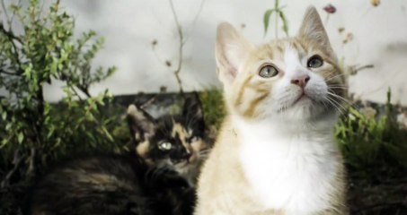 A kitten yawning (1)