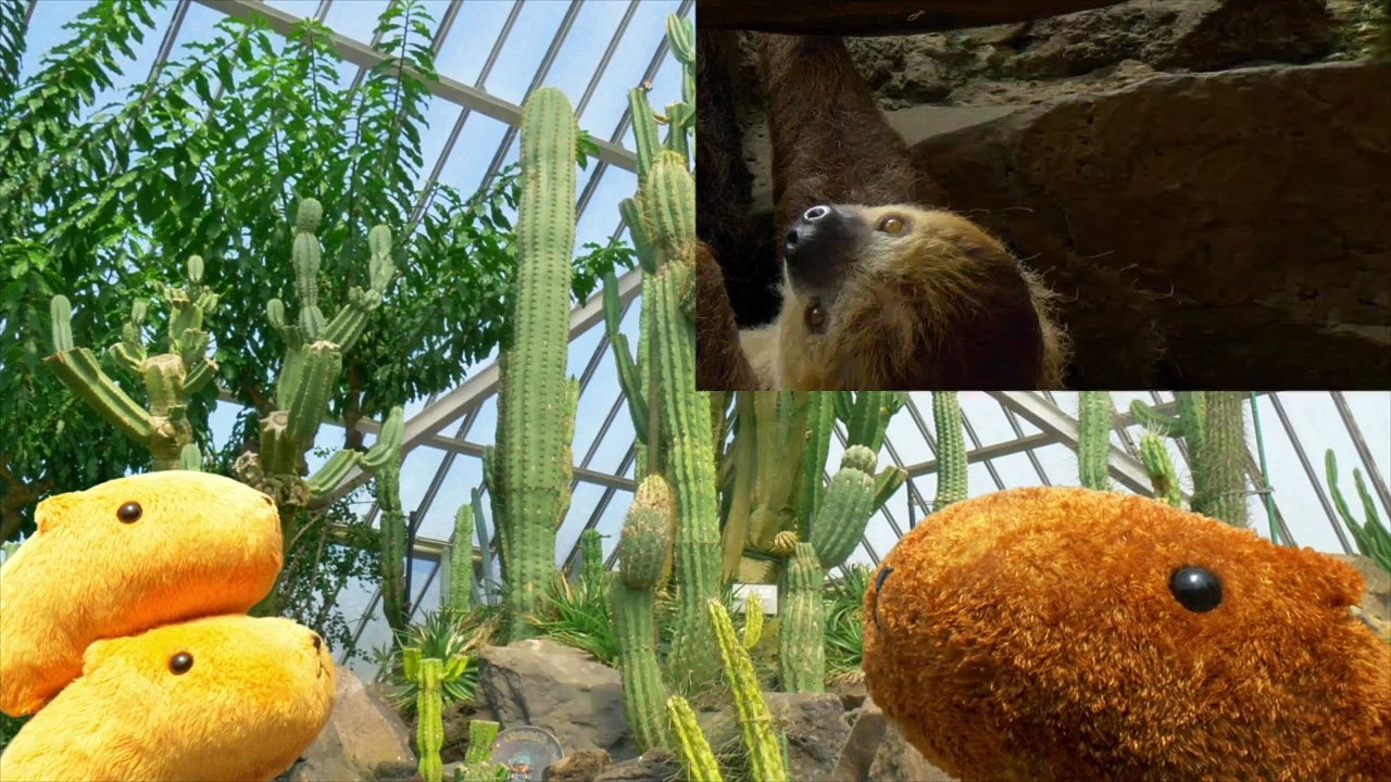 Kapibara-san Staffel 1 Folge 7 HD Deutsch