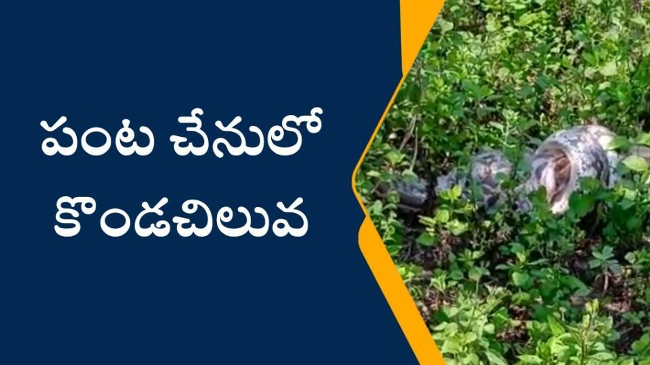 పంట చేనులో కొండ చిలువ.. రైతుల ఆందోళన