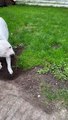 Snoopy the Digging Pup has a Unique Sneeze