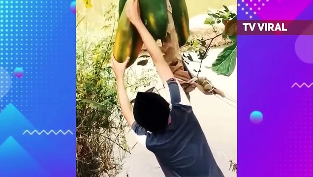 Momen Kejadian unik dan lucu yang terekam kamera