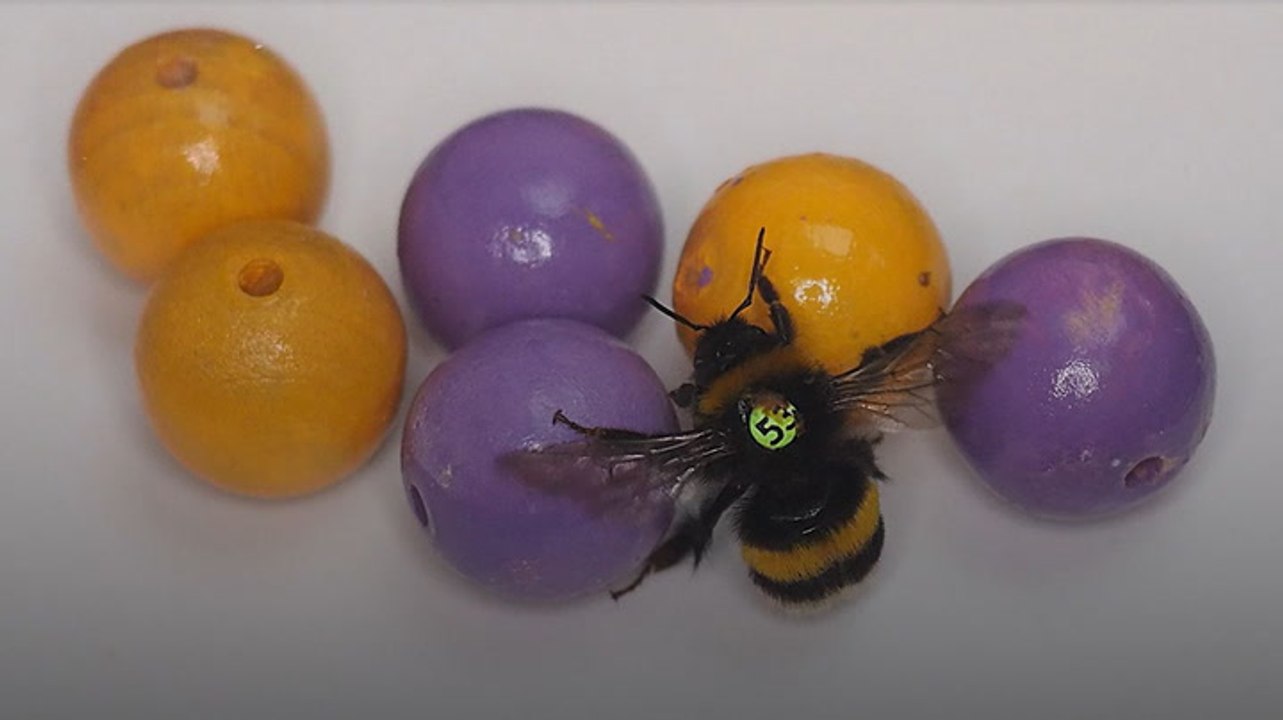 Bumble bees become first insects known to 'play with balls'