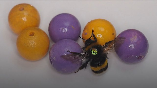 Bumble bees become first insects known to 'play with balls'