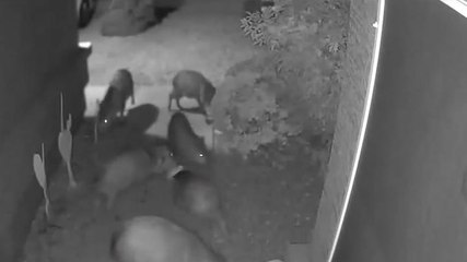 Peccaries snack on Halloween pumpkins outside Arizona home