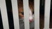 Cats rescued from Ukraine to be rehomed in DC