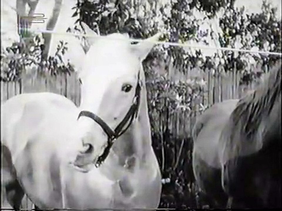 Mr. Ed Staffel 5 Folge 16 HD Deutsch